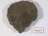 藏品(雙枚貝化石)的圖片